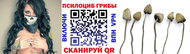 Псилоцибиновые грибы прущие грибы  Фёдоровский 